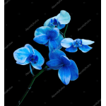 Etiquette and Orchids Class